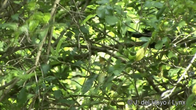 Black Bulbul (Gray-winged) - ML201347871