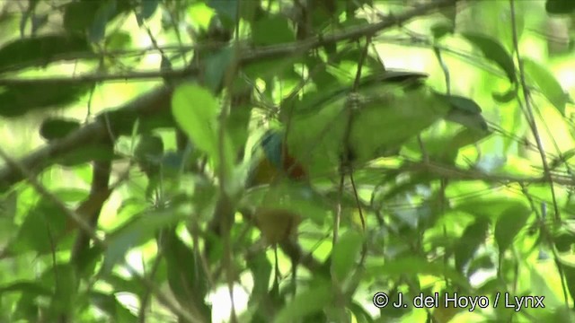 Taiwan Barbet - ML201347901