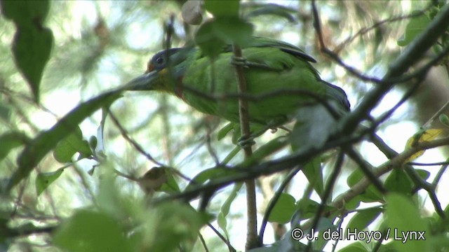 Taiwanbartvogel - ML201347911