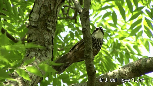 Taiwan Scimitar-Babbler - ML201347931