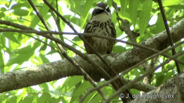 Taiwan Scimitar-Babbler - ML201347941