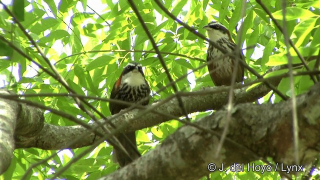 Taiwan Scimitar-Babbler - ML201347951