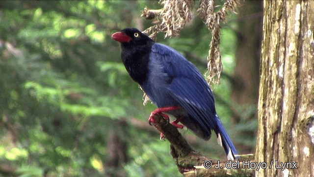 Taiwan Blue-Magpie - ML201347971