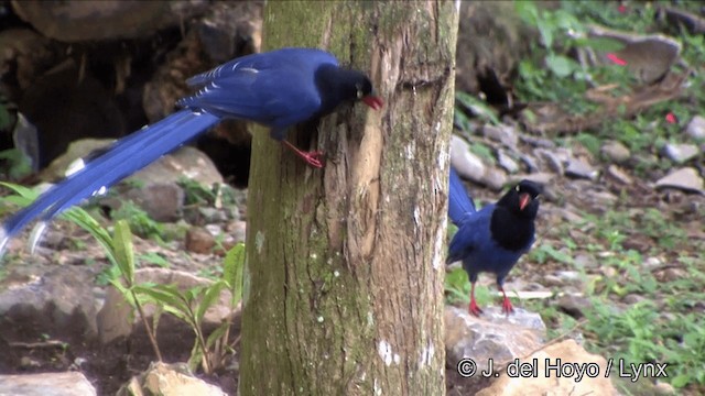 Taiwan Blue-Magpie - ML201348011