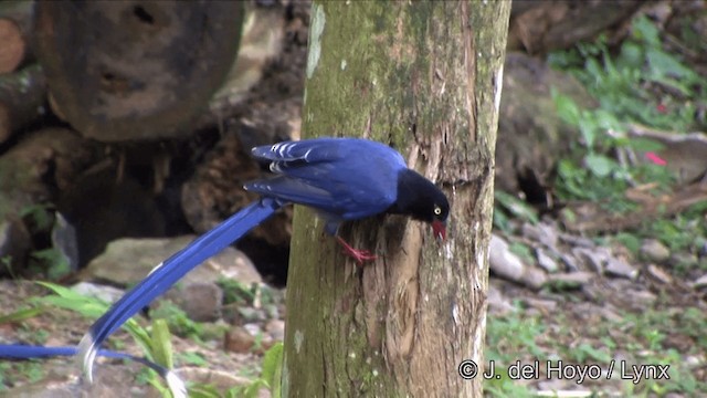 Taiwan Blue-Magpie - ML201348021