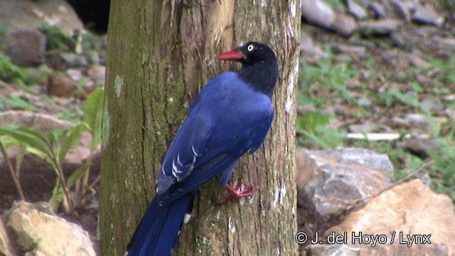 Taiwan Blue-Magpie - ML201348031