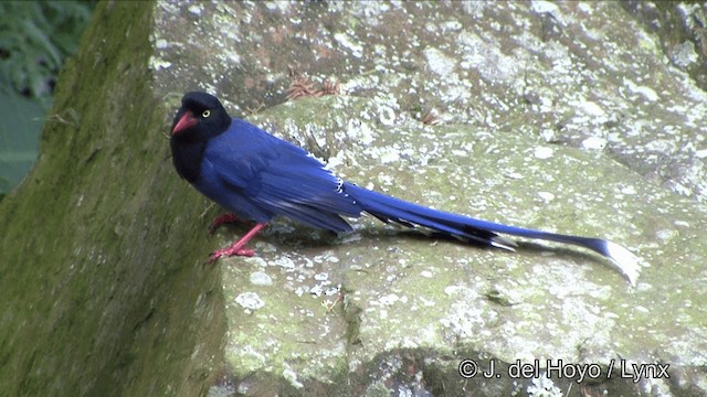 Taiwan Blue-Magpie - ML201348041