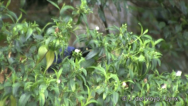 Taiwan Blue-Magpie - ML201348051