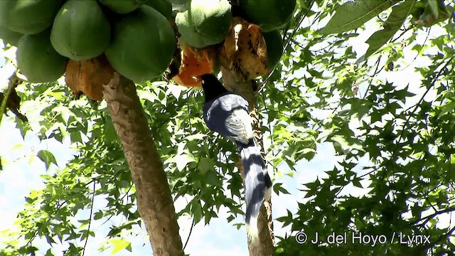 Taiwan Blue-Magpie - ML201348061