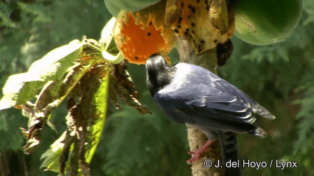 Taiwan Blue-Magpie - ML201348071