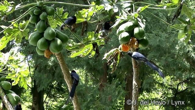 Taiwan Blue-Magpie - ML201348081