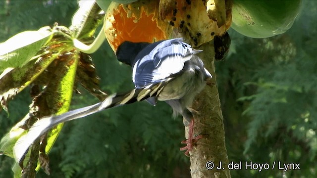 Taiwan Blue-Magpie - ML201348091