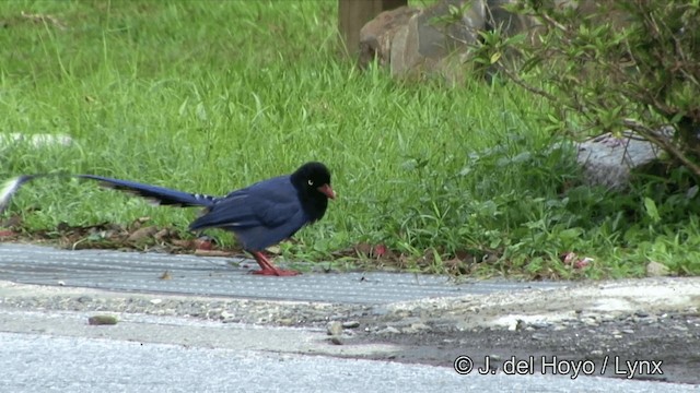 Taiwan Blue-Magpie - ML201348101