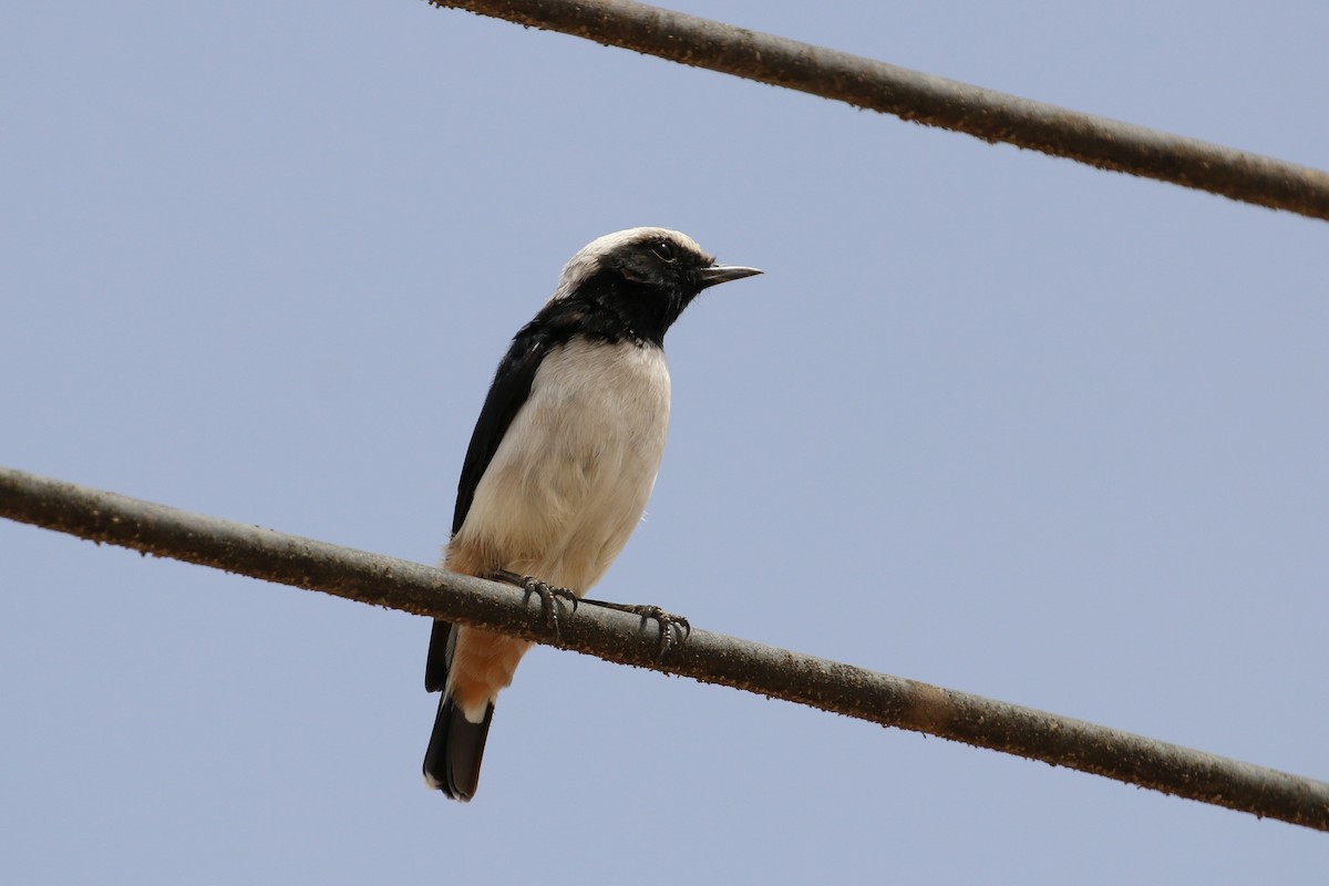 Arabian Wheatear - Tommy Pedersen