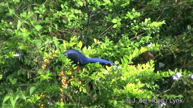 Taiwan Blue-Magpie - ML201348111