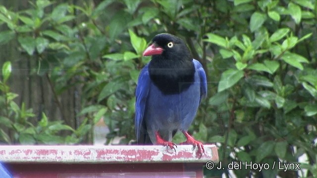 Taiwan Blue-Magpie - ML201348121