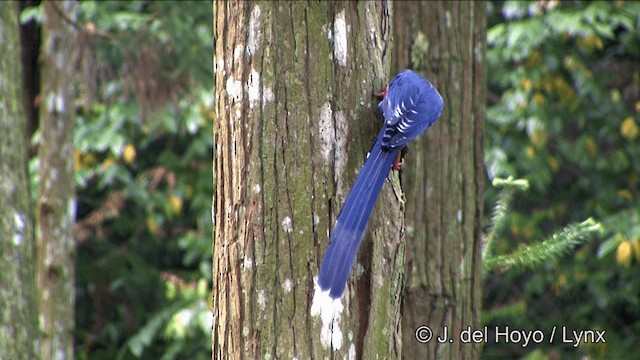 Taiwan Blue-Magpie - ML201348151