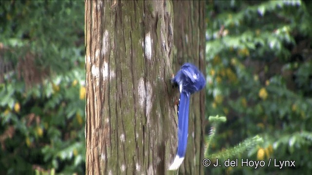 Taiwan Blue-Magpie - ML201348161