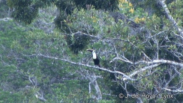 vinnebbtukan (tucanus) - ML201348281