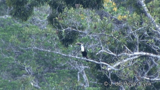 White-throated Toucan (Cuvier's) - ML201348281