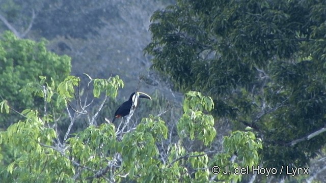 White-throated Toucan (Cuvier's) - ML201348291