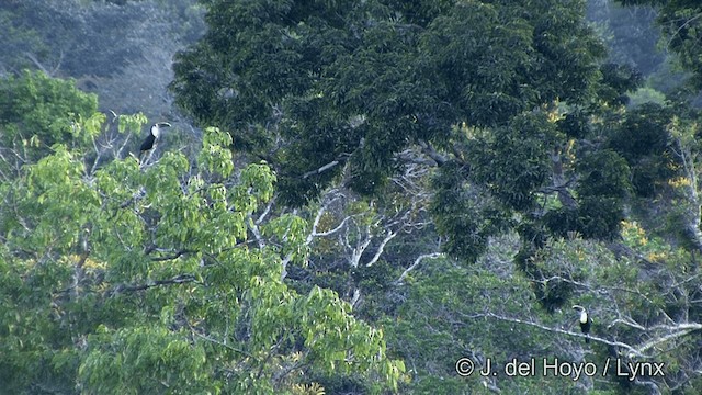 tukan rudozobý (ssp. cuvieri/inca) - ML201348301