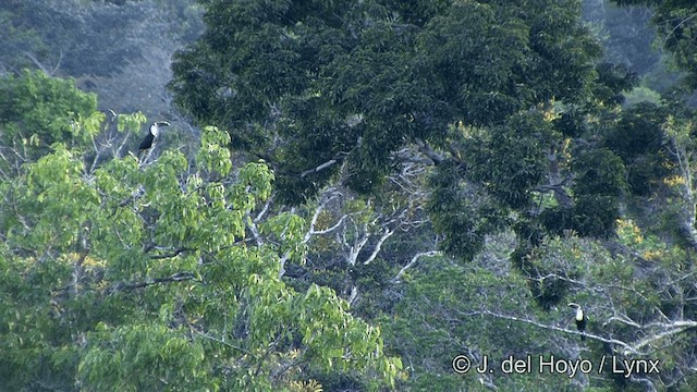 White-throated Toucan (Cuvier's) - ML201348301