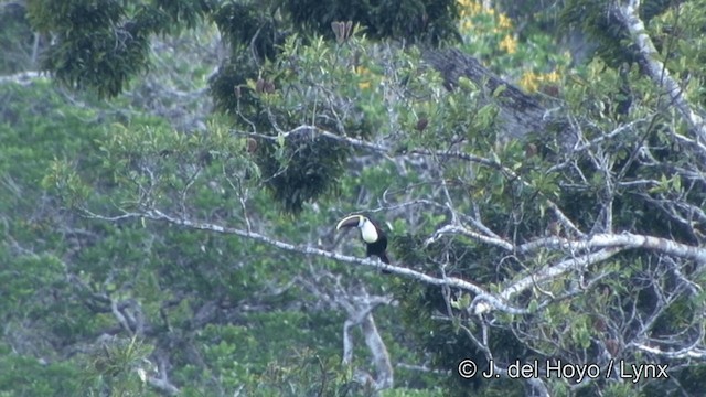 White-throated Toucan (Cuvier's) - ML201348311
