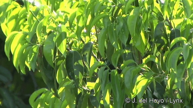 Flame-crested Tanager (Flame-crested) - ML201348341