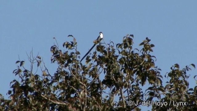 Fork-tailed Flycatcher - ML201348391