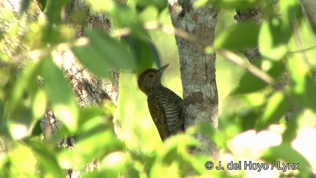 Golden-collared Woodpecker - ML201348411