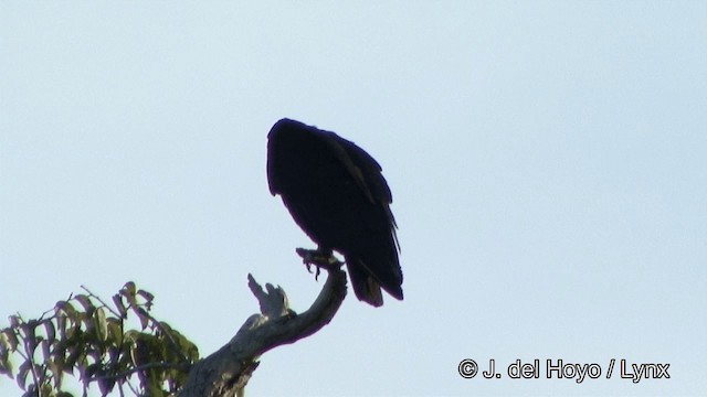 Greater Yellow-headed Vulture - ML201348481