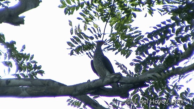 Scaled Pigeon - ML201348501