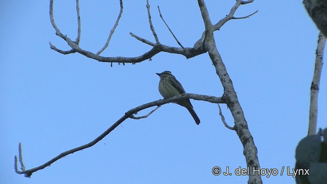 Variegated Flycatcher - ML201348511