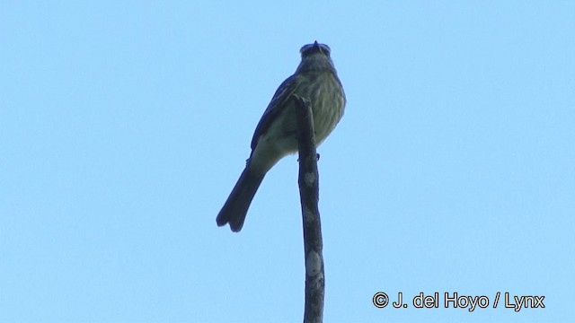 Variegated Flycatcher - ML201348521