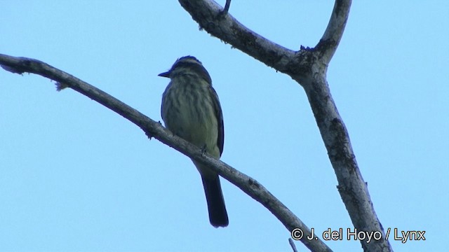 Variegated Flycatcher - ML201348531