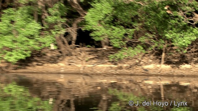 Agami Heron - ML201348561