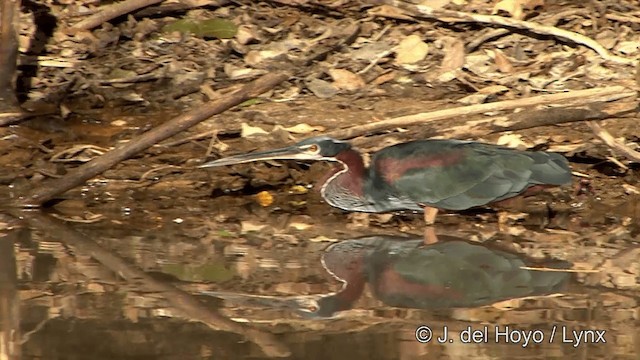 Agami Heron - ML201348571