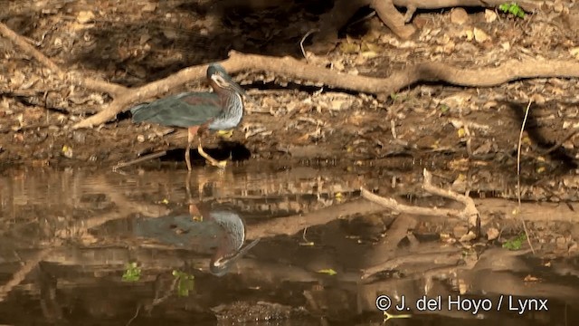 Agami Heron - ML201348581