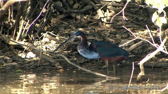 Agami Heron - ML201348591