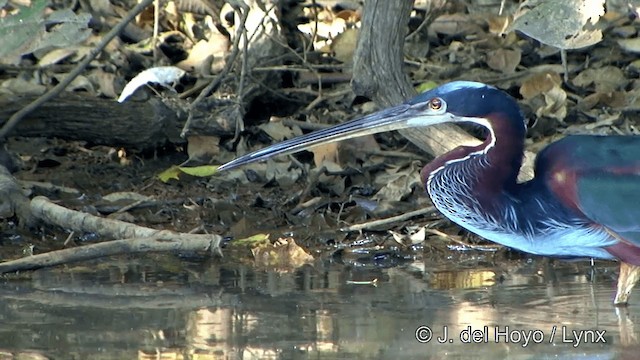 Agami Heron - ML201348601
