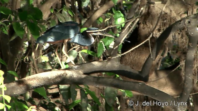 Agami Heron - ML201348611