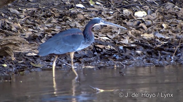 Agami Heron - ML201348621