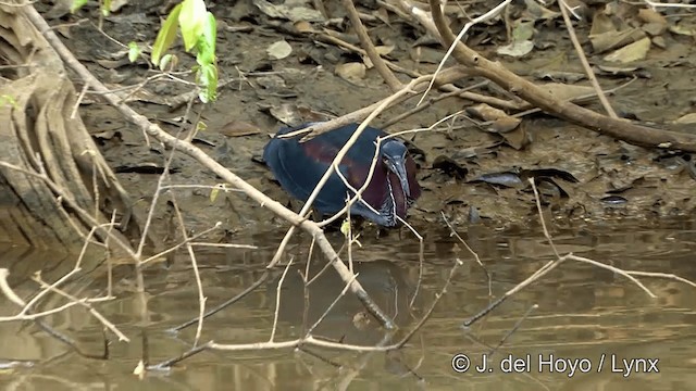 Agami Heron - ML201348631