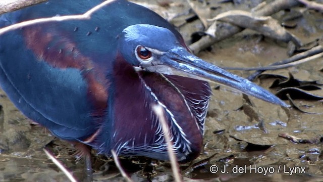 Agami Heron - ML201348641