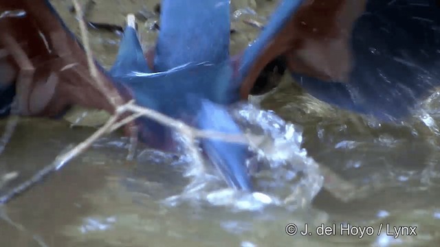 Agami Heron - ML201348651