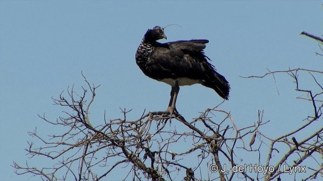 Horned Screamer - ML201348661