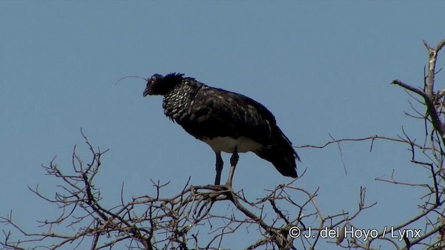 Horned Screamer - ML201348671