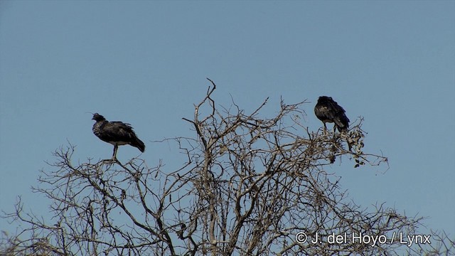 Horned Screamer - ML201348681