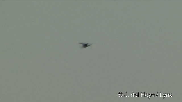 Oriental Darter - ML201348781